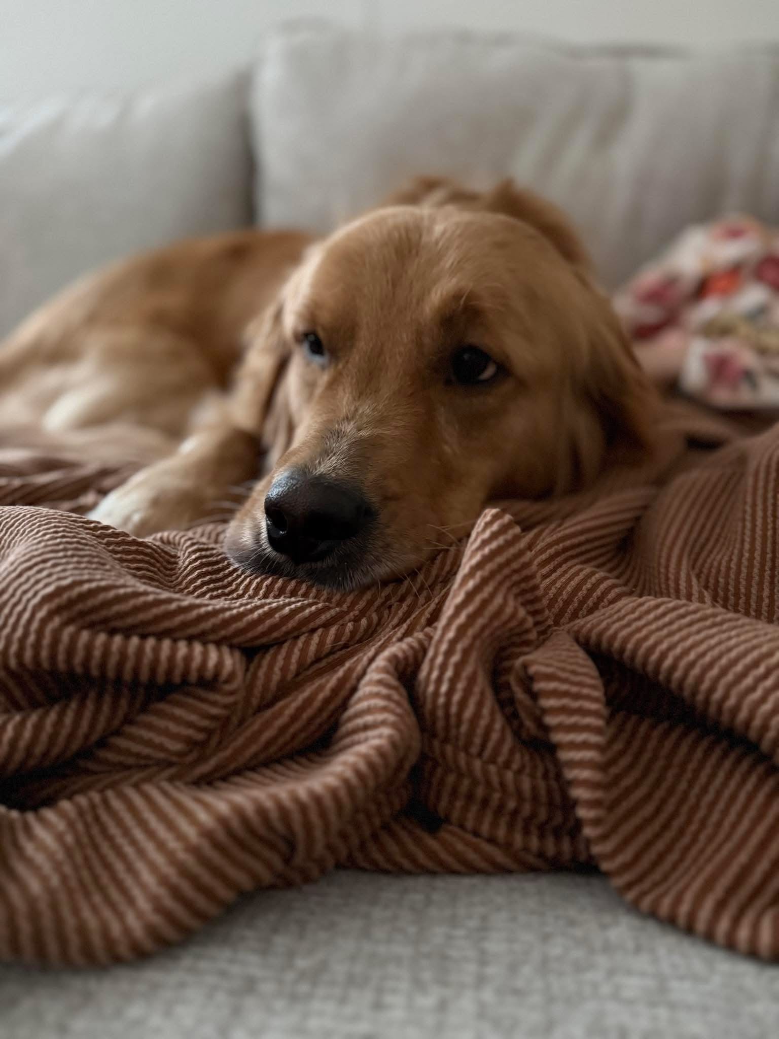 Caramel Double Ruffled Throw Blanket